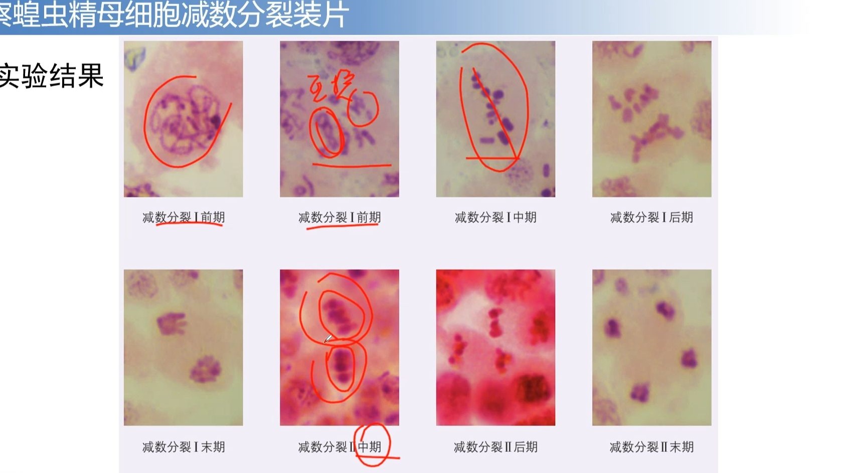2.1 减数分裂和受精作用 第3节课