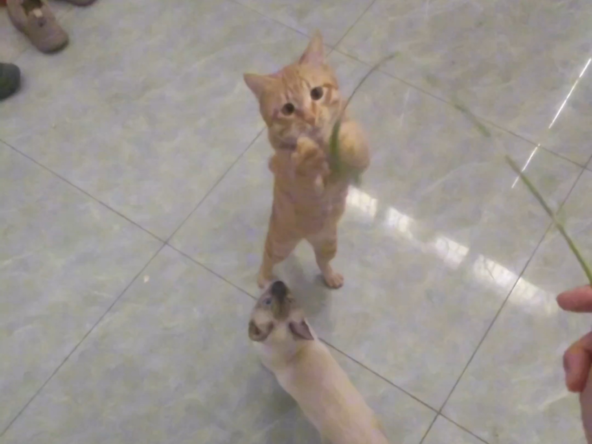 获取野生逗猫棒