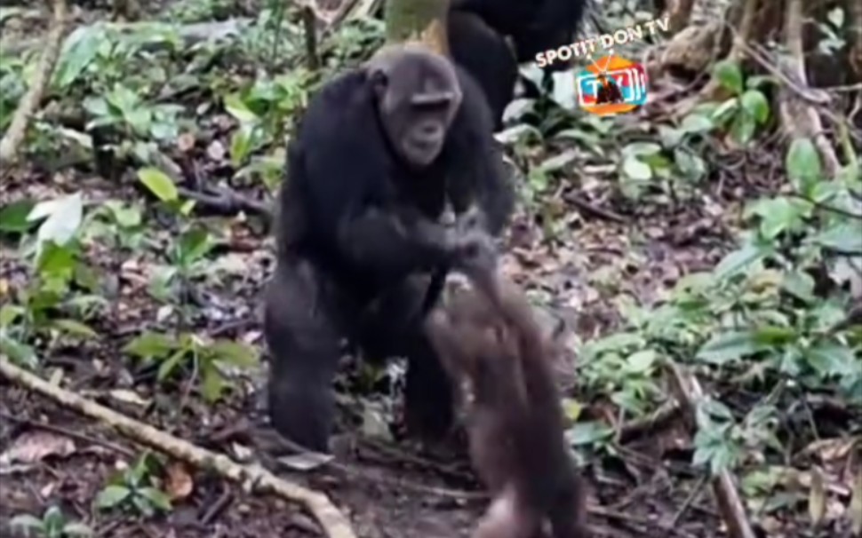 黑猩猩在游客面前虐杀疣猴 场面极度暴力