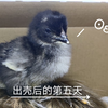 【小鸡】雏鸡保温盒的简单维护（捡屎
