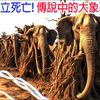 [生物放大镜] 传说中的大象墓地真的存在吗?? | 站著死亡的大象 | 真实存在的象塚|搬运