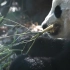 【大熊猫宝宝】史密森国家动物园--Giant Panda Bao Bao- All the Feels