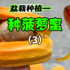 一波三折，我种的菠萝蜜树终于又长大了