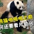大熊猫啪啪啪之前，为何还需要看片助兴，让它们交配有多难！