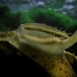 【精彩片段】河蚌通过伪装成小鱼，让后代得以寄生在鲈鱼身上！神奇的自然生灵！