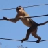 调皮猴子爬上高压电线，下一秒电成了火猴，镜头记录全过程！