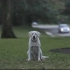 【温馨短片】狗狗用一生陪伴主人