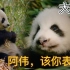 【我们诞生在中国】纪录片野生大熊猫养育幼崽1