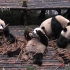 百变的熊猫吃笋姿势，你更爱哪一款？