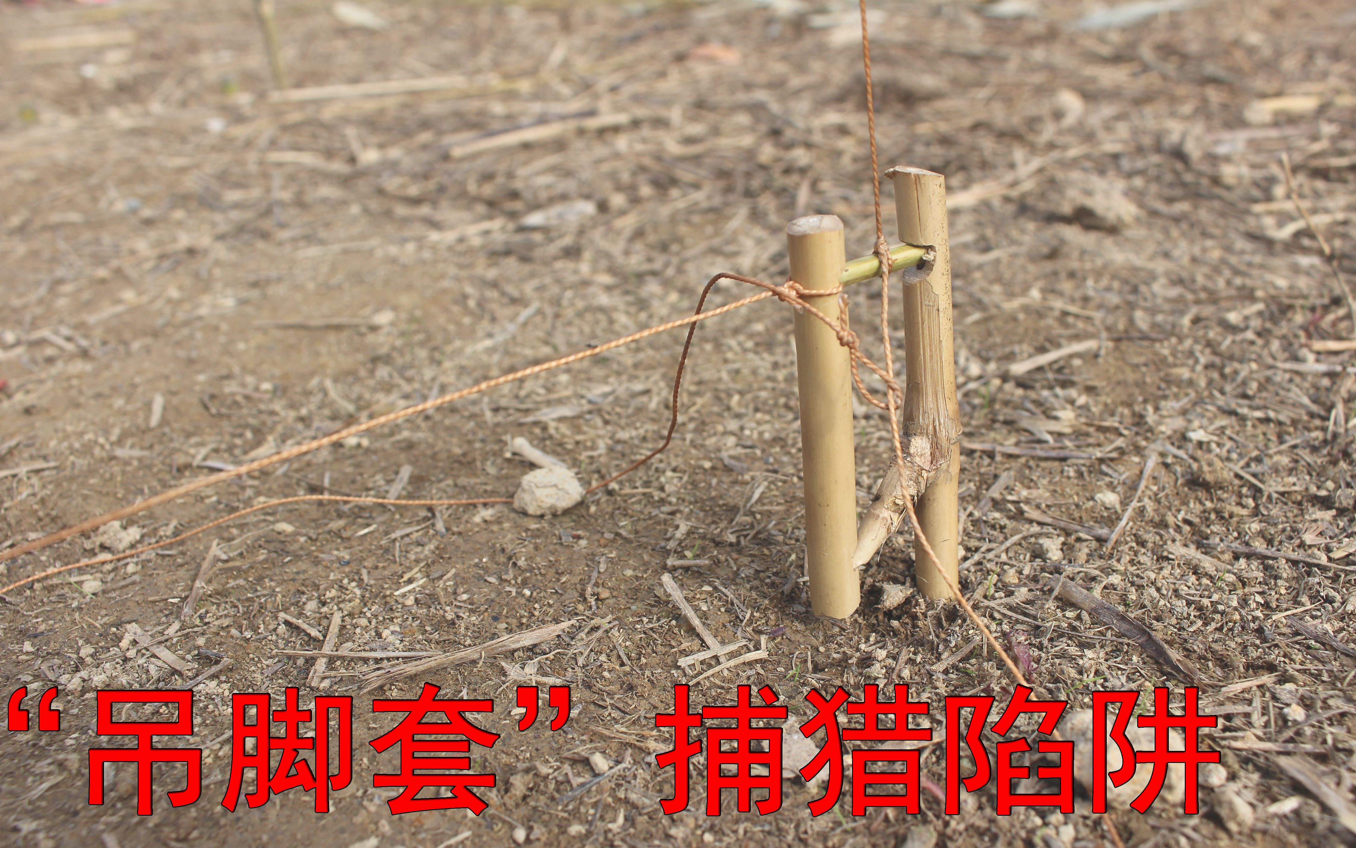 捕鸽神器鸽笼不捕全动天落大笼耐用抓养进鸽的大笼子专不用出-Taobao