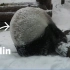 旅俄大熊猫教你如何做“雪球”