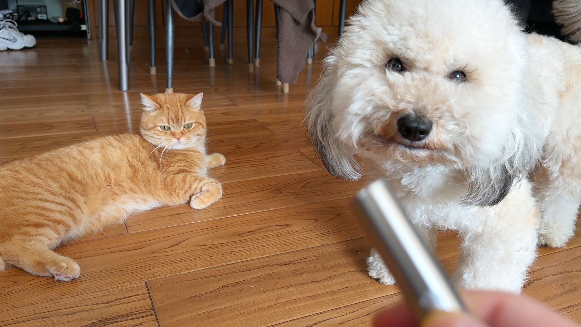 激光笔也太好玩了吧，猫狗见到全疯了！