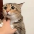 猫: 这么可爱的小猫咪你也下得去手吗？