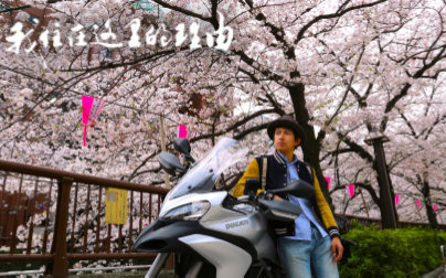 在樱花最美的地方赏樱吹雪－旅游【我住在这里的理由16】