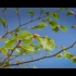 感受春的气息——纪录片《植物王国》最美片段