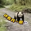 偶遇野生大熊猫“我是本地的，让哈哈