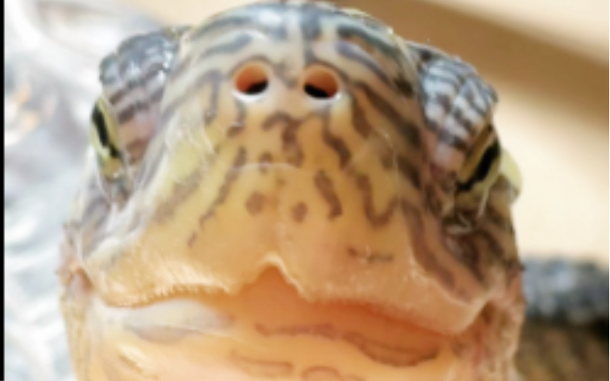花龟的情绪真的很稳定！硬控爬爬15秒！