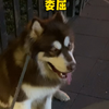 狗狗寿命很短，愿我能成为他一生的太阳