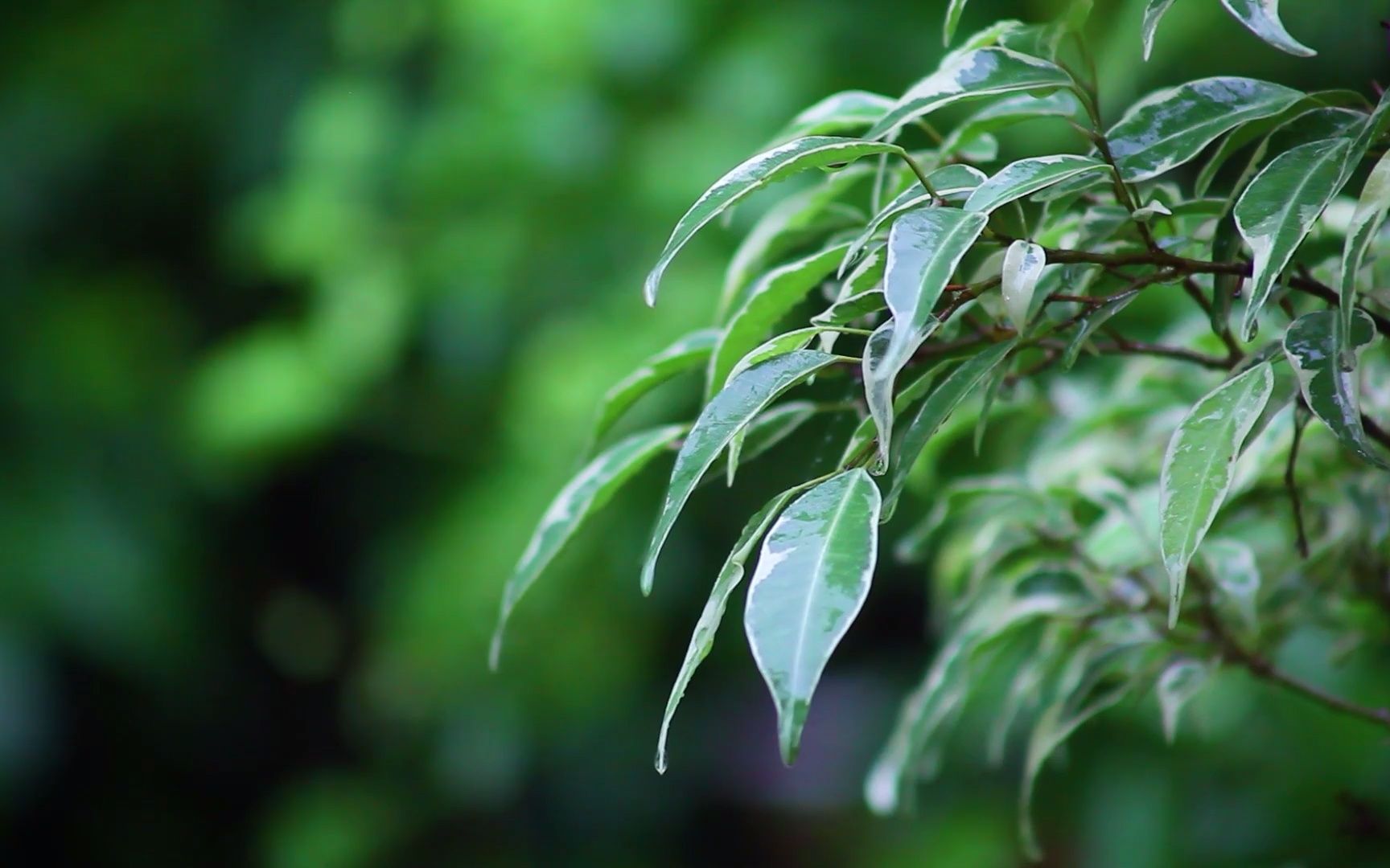 【空镜头】 树叶下雨雨天雨季绿色 视频素材分享