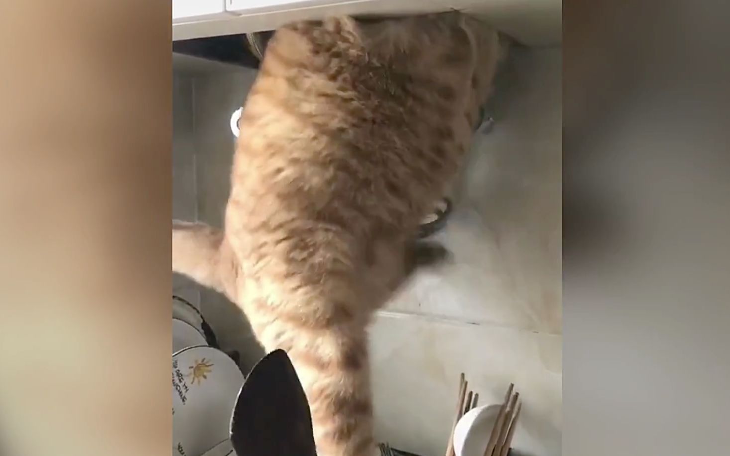 沙 雕 橘 猫 大 赏