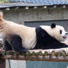 爱姐是我见过熊猫界最会整花活的小熊友。每天都不带重样的整活，不愧是人见人爱的宝藏小女熊