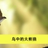 “鸟中大熊猫”震旦鸦雀，濒危的中国宝藏鸟，人类要珍惜
