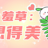 今日好奇：含羞草“害羞”是因为对你有意思