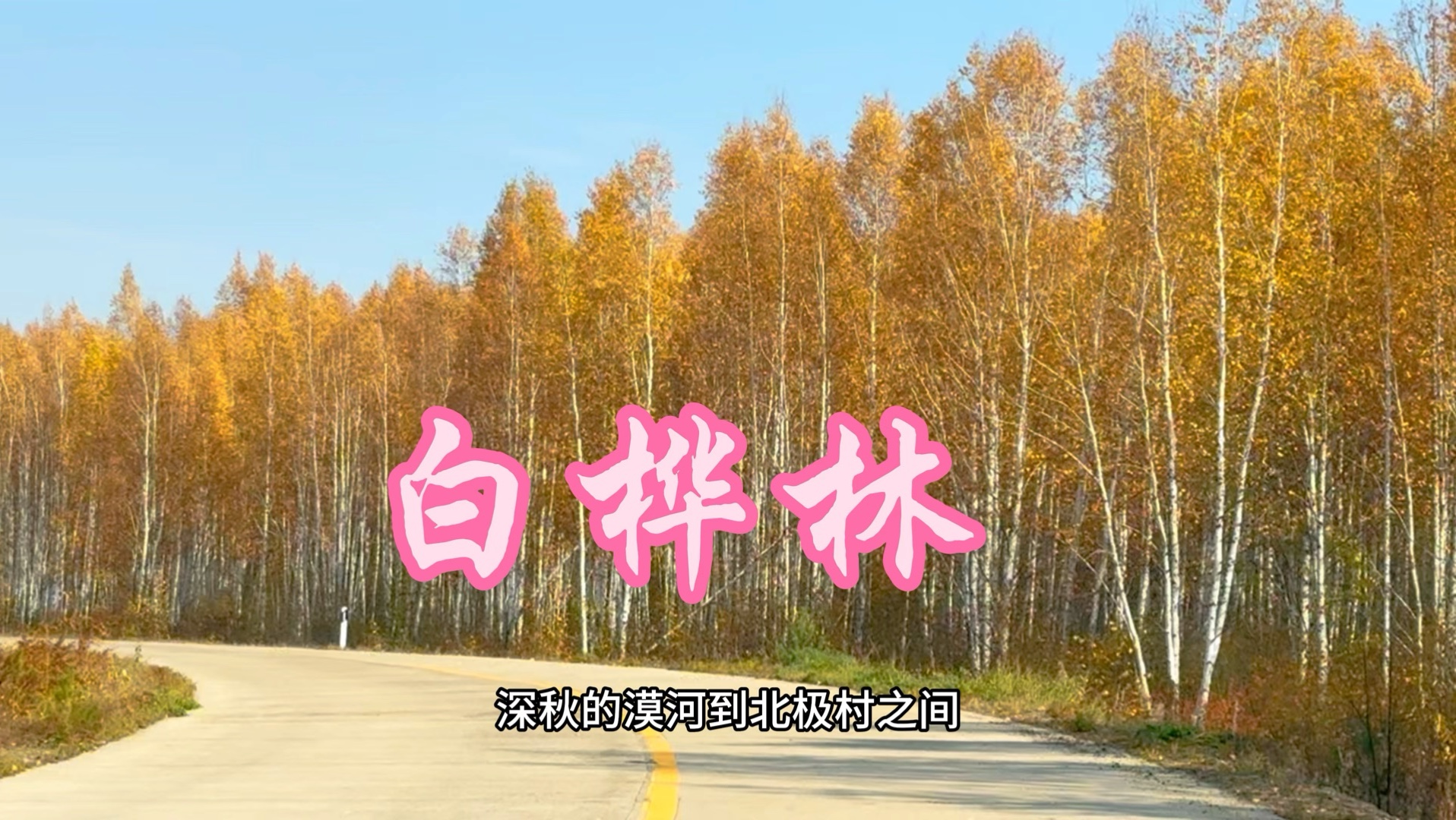 漠河到北极村一路的白桦林太美了20240922