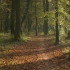 m364 4K画质绿色森林大树林林中漫步空镜头诗歌朗诵歌舞晚会节目大自然景色高清视频素材