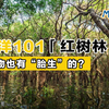 带你走近胎生“小树苗”——红树林！（下）🌲| 秒懂海洋