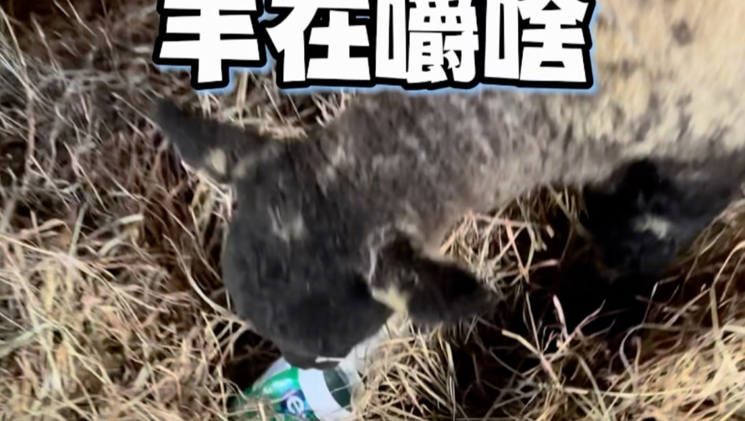 羊圈里“集体嚼口香糖”？其实另有原因