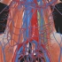 系统解剖学-腹部