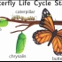 英文儿歌: 蝴蝶的生命周期 Butterfly Life Cycle Song by Classroom Learnin