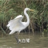 湿地拍摄介绍野生鸟类