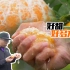 【品城记】“吃”玫瑰长大的柑橘，用手一拧就是一瓶鲜榨橘子汁！