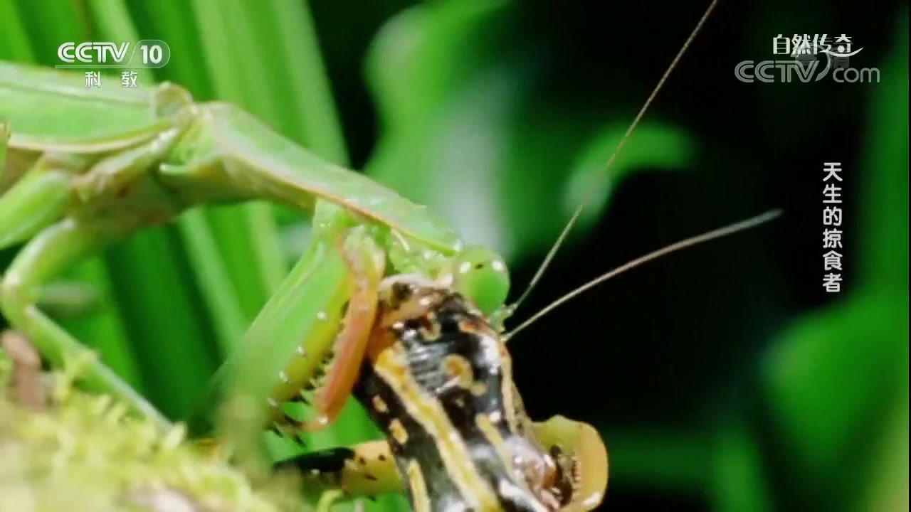 【精彩片段】青蛙想吃小螳螂,却没注意大螳螂在自己背后!于是悲剧了!