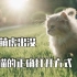 翻到了第一次遛巴卜的视频。会跟着镜头奔跑的猫咪才是最帅的！！！