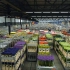 世界最大的鲜花市场是何番景象？百万平方米缤纷芳香的场景！