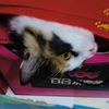 小猫，你是一只可爱的王老吉