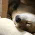 [柴犬Maru的日常]耙耙，今天窝想要和白熊桑一起睡哦谢谢(´,,•ω•,,‘)