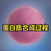 蛋白质合成动画
