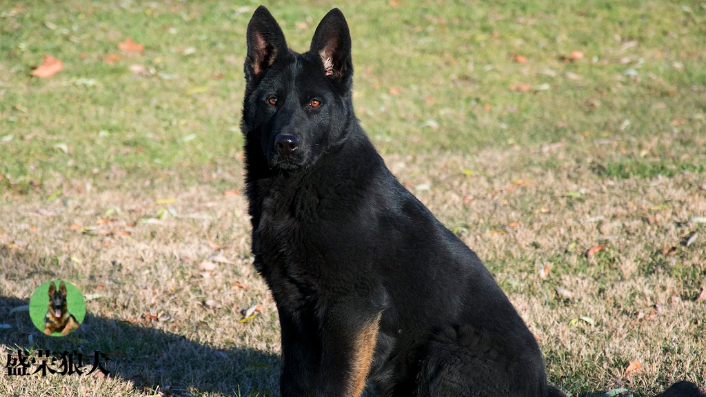 狼犬之魂东德牧羊犬一条漂亮的太极色小公犬