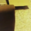 【西伯利亚森林猫】收到俄罗斯亲人寄来的新年包裹，喵喵跳进去找有没有给自己的礼物(๑•ั็ω