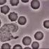 初中生物 七下 白细胞吞噬病菌