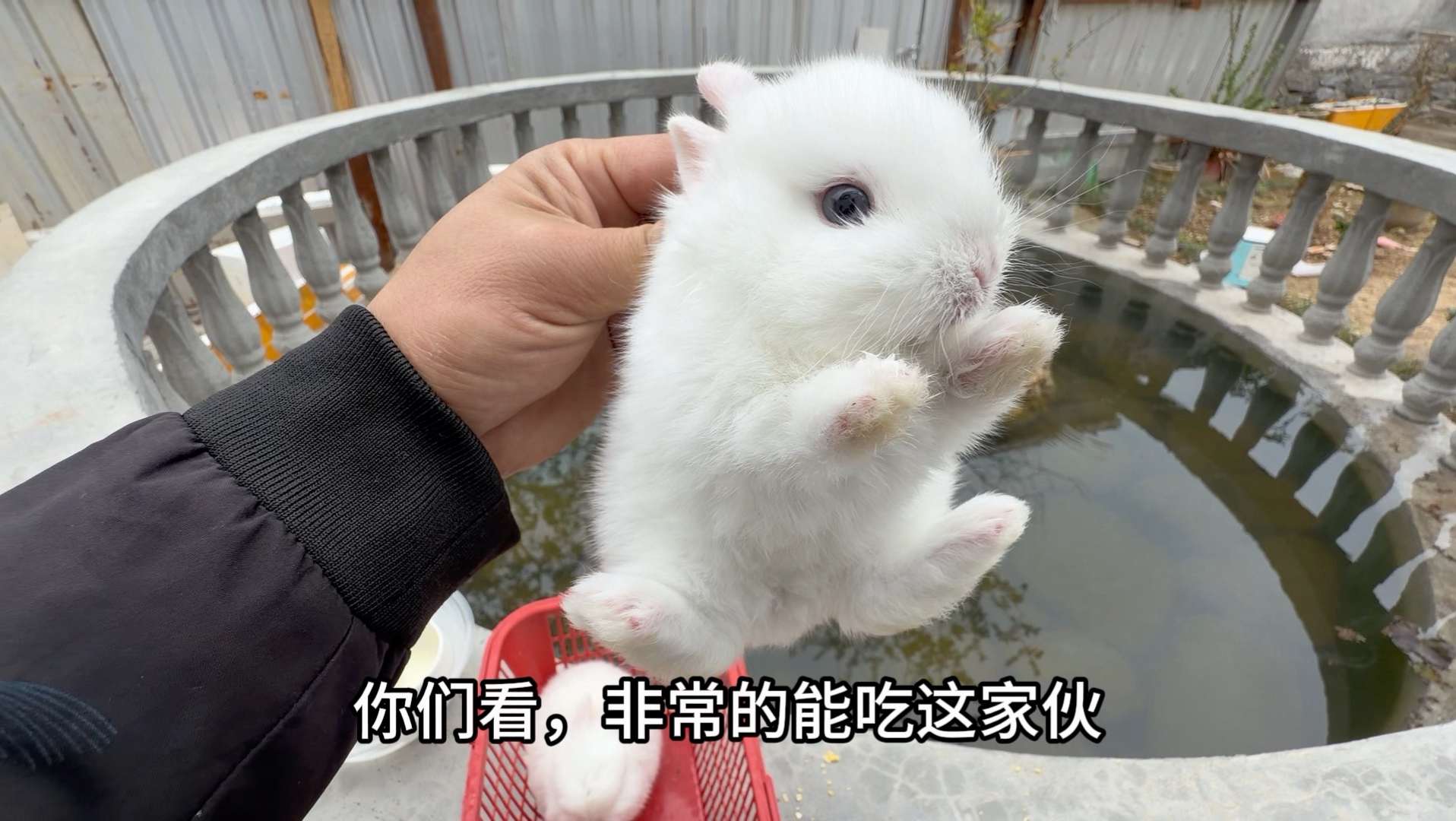 小时候被人当成老鼠，长大了这么可爱