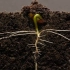 【地理小视频】新教材必修一土壤与植物生长