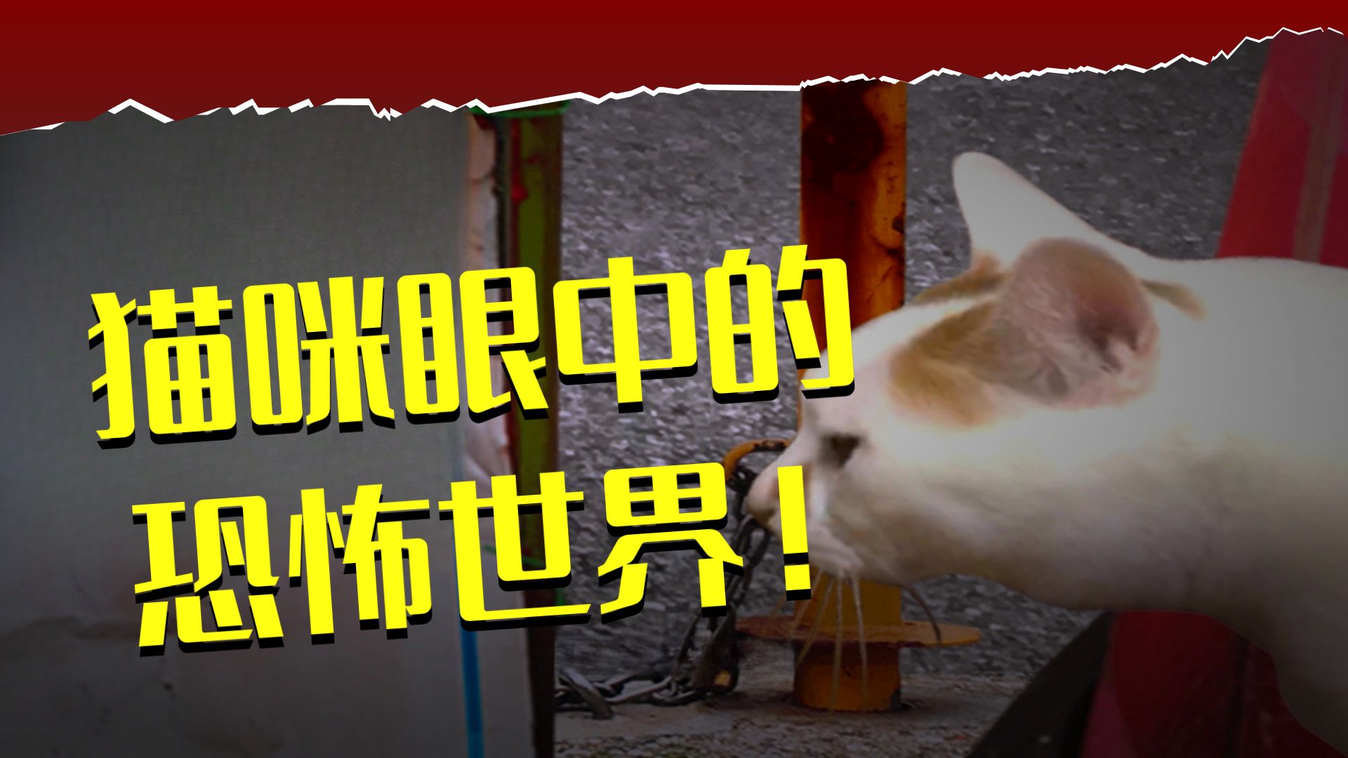 翌日，猫之怪奇谭！猫咪有可能看见人类看不见的东西？