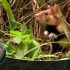 [纪录片]黑腹仓鼠在野外的穴居生活