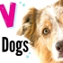 【搬运】给狗狗看的电视｜ TV for Dogs! Fun Entertainment for Dogs ✨✨