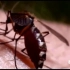 实测：一只蚊子花三分钟喝饱血，只要你忍住不拍，最后能撑死！